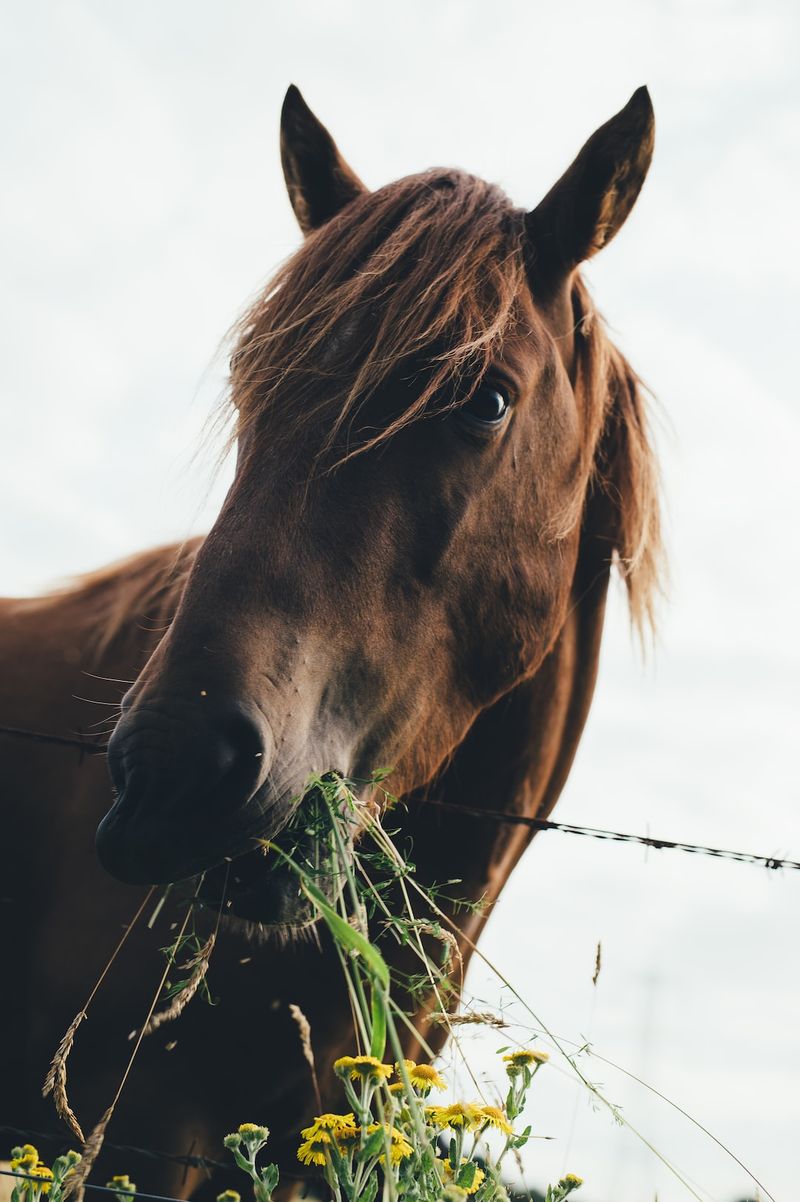 "Record-Breaking Purse at the 2023 Kentucky Derby: Analyzing the Results of 'The Run for the Roses'"horseracing,KentuckyDerby,purse,record-breaking,analysis,results