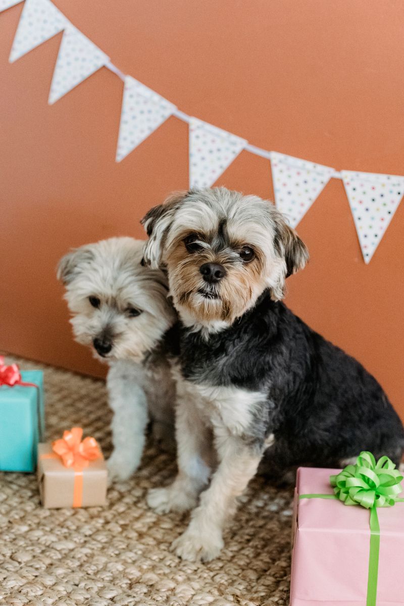 "World's Oldest Pooch Celebrates Birthday with Traditional Paw-ty"dog,birthday,celebration,tradition,oldestdog,paw-ty