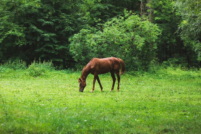 "Death Toll Rises: The Alarming Reality of Horse Racing at Churchill Downs"horseracing,ChurchillDowns,deathtoll,animalwelfare,animalrights,animalcruelty,sports,gambling,entertainment.