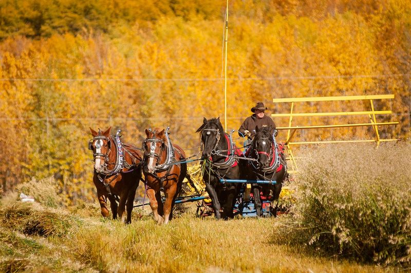 The Buggy Ride: Exploring the Resurgence of Horse-Drawn Carriages on the Roadshorse-drawncarriages,buggyride,roadtrip,animalwelfare,tourism,transportation,urbanplanning