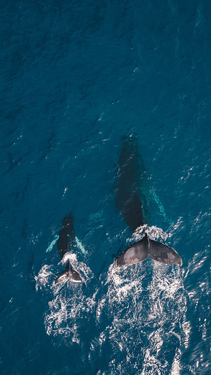 The Evolution of Killer Whales' Behaviour and How It Affects Humanskillerwhales,behavior,evolution,humanimpact