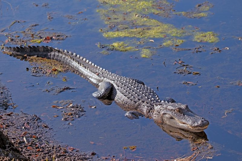 Surviving the Snapping Jaws: Terrifying Encounter with an Alligator in a Florida RiverFlorida,Alligator,River,Wildlife,Encounter,Survival,Adventure,DangerousAnimals,WildlifeSafety