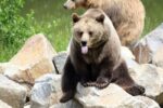 America's Chubby Bears Battle for Glory: Voting Begins in Fat Bear Weekwordpress,blogging,bears,fatbearweek,America,voting,competition,wildlife,nature,conservation