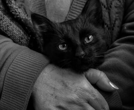 The Enduring Magic of Black Catsblack-cats,superstitions,folklore,pet-lovers,cat-lovers