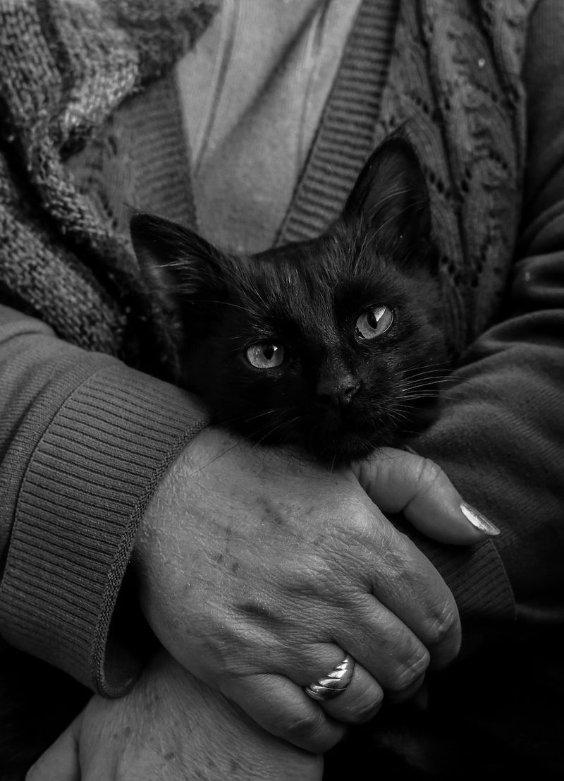 The Enduring Magic of Black Catsblack-cats,superstitions,folklore,pet-lovers,cat-lovers