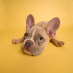 American Bully XL Owners Share Heartbreak Amid Ban on the Breedamericanbullyxl,breedban,dogowners,heartbreak