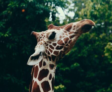 The Timeless Tale of Tiana: Tulsa Zoo Unveils Name for Youngest Giraffewordpress,tagnames,Tiana,TulsaZoo,youngestgiraffe,TimelessTale