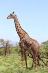 The Charm of Unblemished Beauty: Birth of a Spotless Giraffe in a Tennessee Zoowordpress,zoo,giraffe,Tennessee,beauty,birth,unblemished,spotless