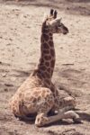 Unveiling Nature's Anomaly: The Birth of a Spotless Giraffespotlessgiraffe,natureanomaly,birth,wildlife,giraffe,genetics,animalpatterns,geneticmutation,nature'swonders