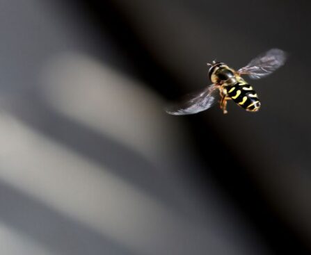 The Growing Threat: Invasive Hornet Sighting Sparks Concern for U.S. Honeybeeswordpress,tags,invasivehornet,sighting,concern,U.S.,honeybees