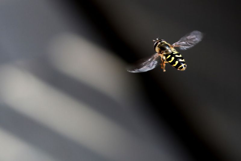 The Growing Threat: Invasive Hornet Sighting Sparks Concern for U.S. Honeybeeswordpress,tags,invasivehornet,sighting,concern,U.S.,honeybees