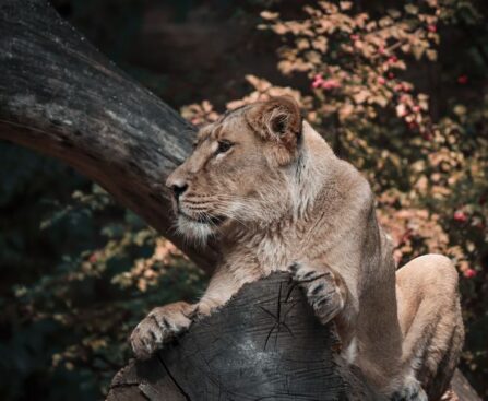 "Adding a Lion: Assessing the Impact of Lomas Brown's Induction to the Pride"lion,LomasBrown,induction,pride,impact,assessing