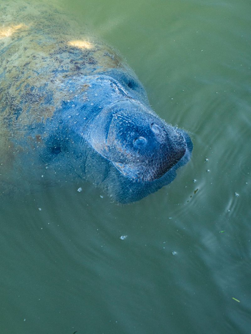 An Endearing Encounter: Witness the Heartwarming Reunion of a Mama Manatee and Her Calf at Blue Spring State...