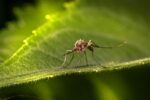 "Dengue Fever Surges in Florida: Understanding the Virus Spread and Prevention Strategies"denguefever,Florida,virusspread,preventionstrategies