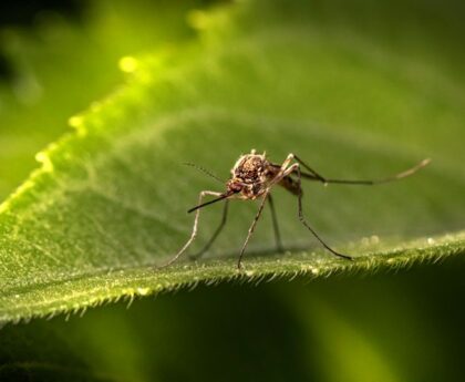 "Dengue Fever Surges in Florida: Understanding the Virus Spread and Prevention Strategies"denguefever,Florida,virusspread,preventionstrategies
