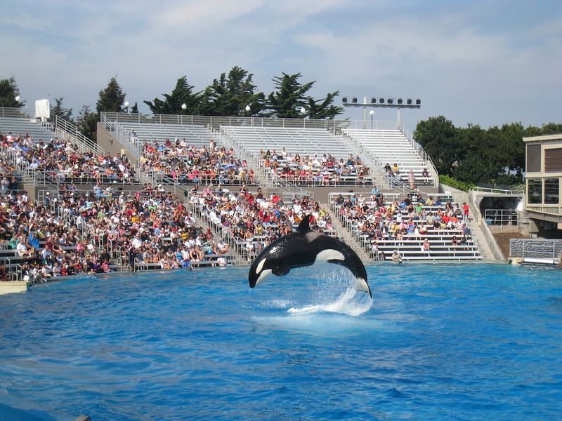 Lamenting the Loss: The Tragic Demise of Lolita, the Long-Captive Orca1.Animalrights2.Wildlifeconservation3.Marinelife4.Animalcaptivity5.Orca6.Endangeredspecies7.Environmentalactivism8.Animalwelfare9.Marineparks10