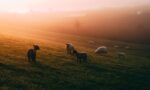 The Resurgence of Sheep Bands: A Cultural and Economic Shift in the Wood River Valleywordpress,sheepbands,culturalshift,economicshift,WoodRiverValley