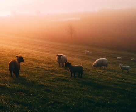 The Resurgence of Sheep Bands: A Cultural and Economic Shift in the Wood River Valleywordpress,sheepbands,culturalshift,economicshift,WoodRiverValley