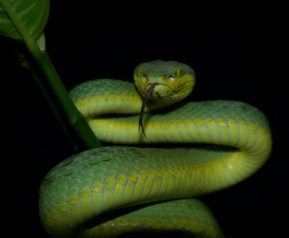 Slithering into Understanding: Unraveling the Intricacies of 'Snaky'wordpress,snakes,reptiles,snakebehavior,snakeanatomy,snakespecies,snakecare,snakefacts,snakeenthusiasts