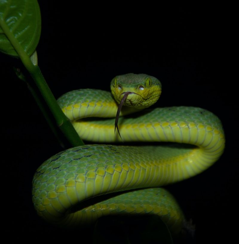 Slithering into Understanding: Unraveling the Intricacies of 'Snaky'wordpress,snakes,reptiles,snakebehavior,snakeanatomy,snakespecies,snakecare,snakefacts,snakeenthusiasts