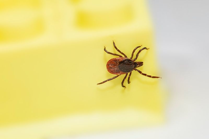 The Tick Menace: Exploring the Surge in Tick Population Following a Wet Winterwordpress,tickpopulation,wetwinter,tickcontrol,tickinfestation,tick-bornediseases,tickprevention,tickhabitats,ticklifecycle,tickextermination,tick-biteprevention