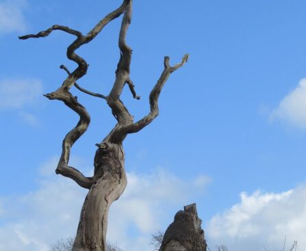 The Demise of an Icon: The Tragic Loss of England's Famous 'Sycamore Gap Tree'sycamoregaptree,england,iconictree,tragicloss,demise