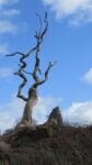 The Demise of an Icon: The Tragic Loss of England's Famous 'Sycamore Gap Tree'sycamoregaptree,england,iconictree,tragicloss,demise