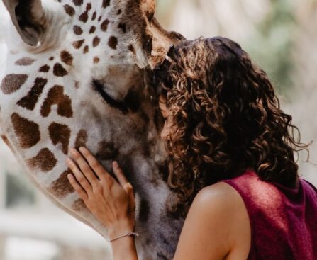 A Star is Born: Introducing the Newest Giraffe at Tulsa Zoogiraffe,TulsaZoo,newarrival,AStarisBorn