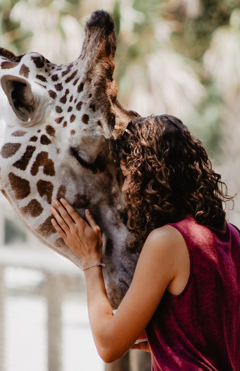 A Star is Born: Introducing the Newest Giraffe at Tulsa Zoogiraffe,TulsaZoo,newarrival,AStarisBorn